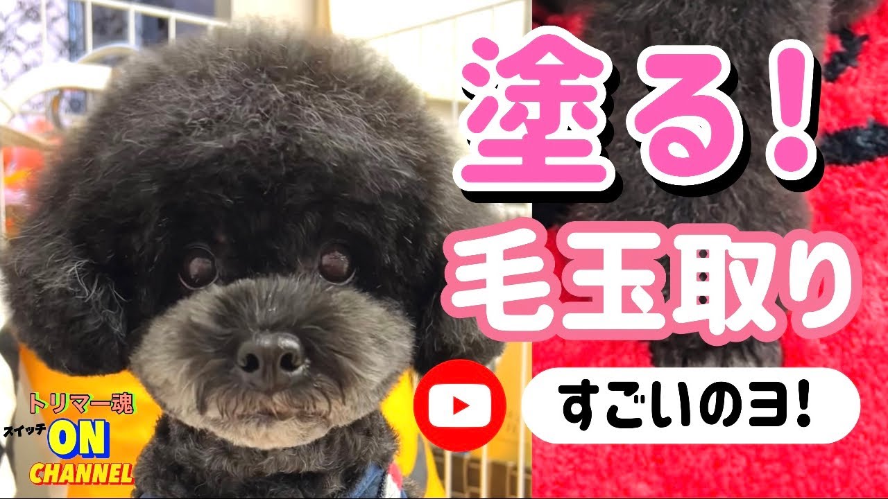 トリミング犬の簡単毛玉取り! プードルの毛のもつれも塗るタイプでスッキリ‼︎