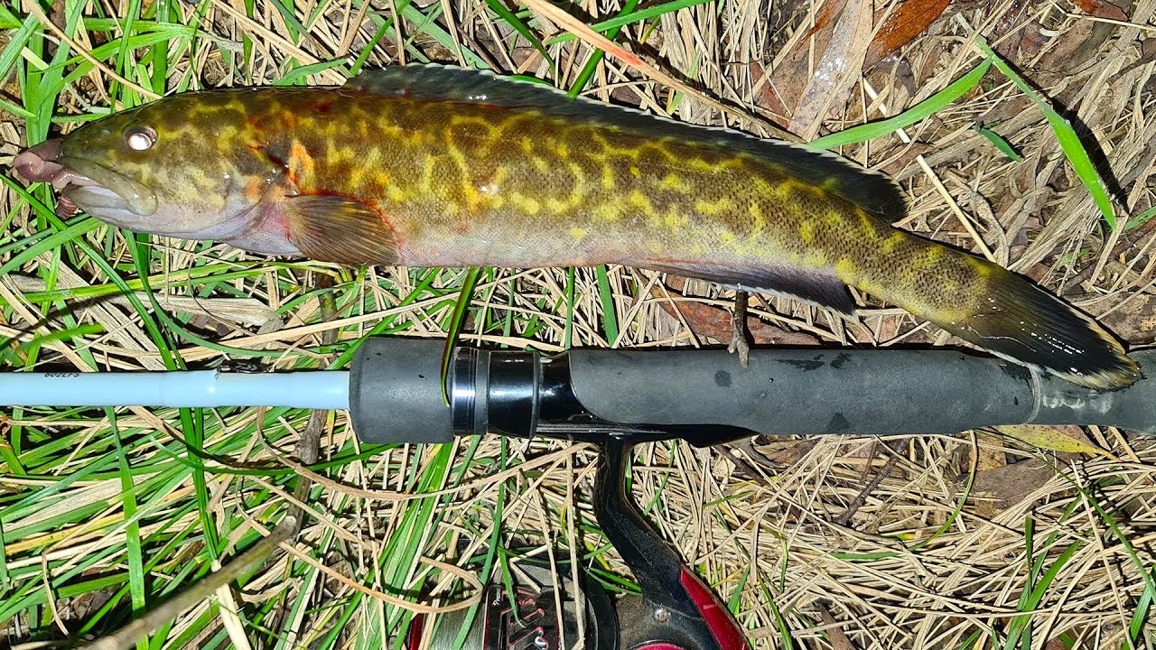 Blackfish (greasy) fishing with circle hooks