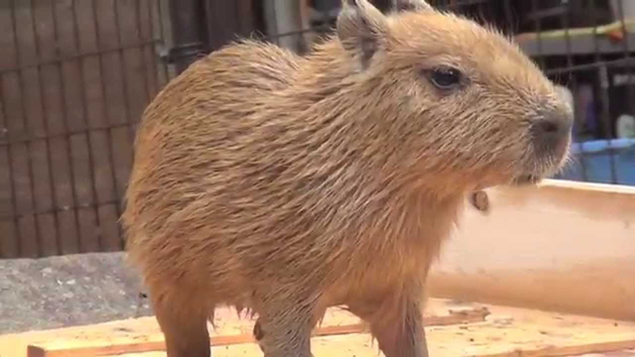 カピバラ　初めてのお風呂　須坂市動物園