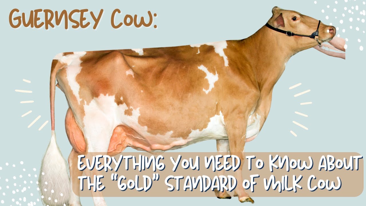 Guernsey Cattle: Everything you Need to Know about the Golden Milk Cow