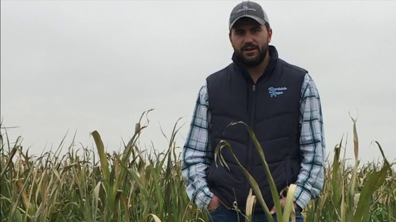 Ranch Hand™ Cover Crop by Millborn Seeds