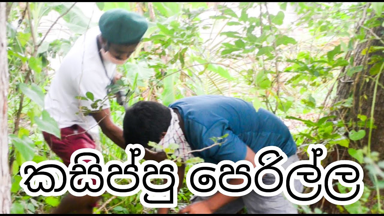 කිතුලා Productions Kasippu Perima