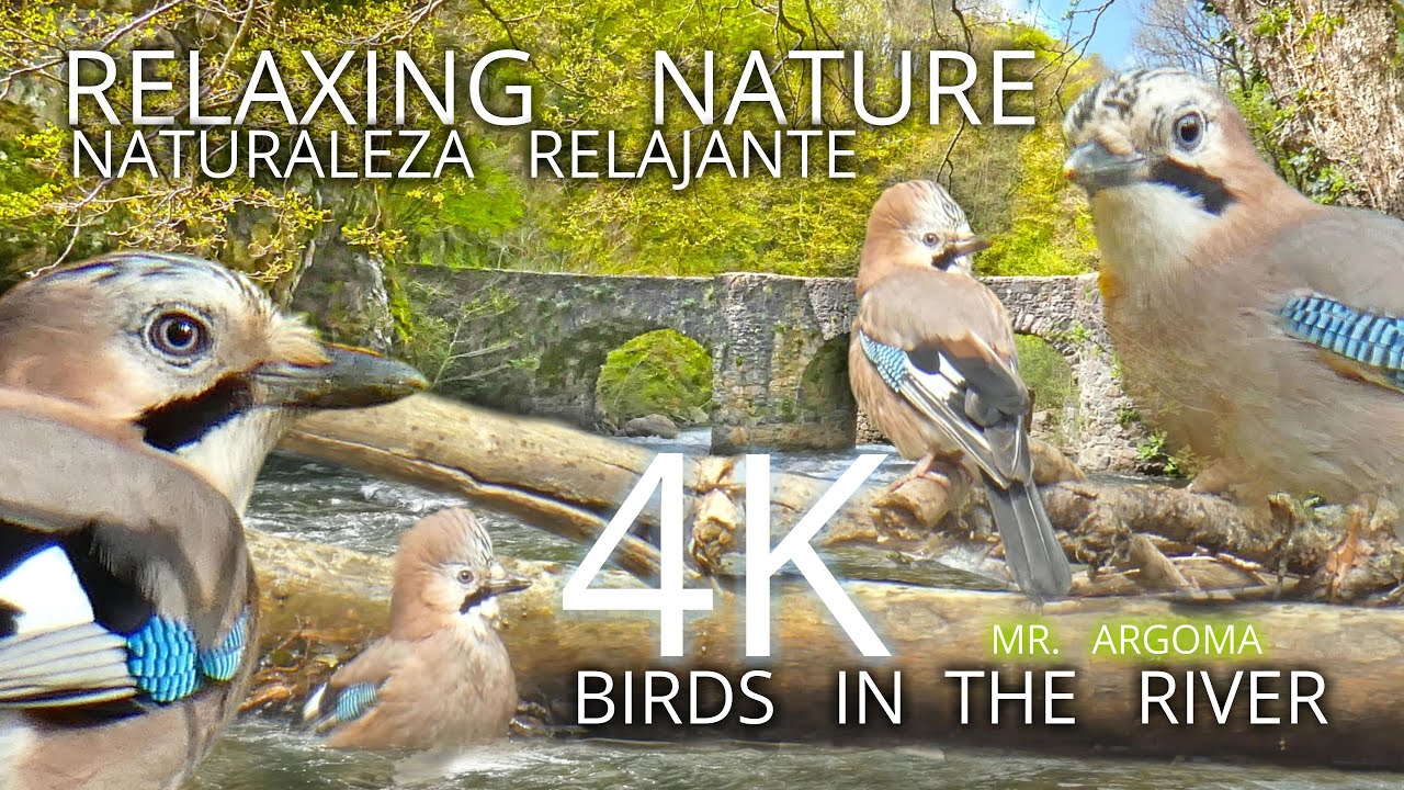 🎧 Los ARRENDAJOS 🐦 bajan al RÍO 💦 a BAÑARSE.