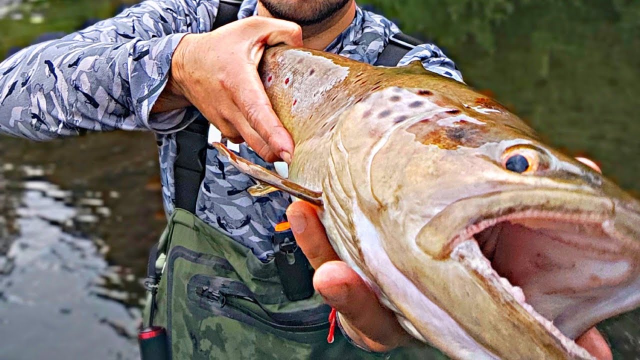 PESCA EN CHILE, ESTRENANDO nuevo EQUIPO Con un TRUCHÓN // Baitcasting // Flandesman aventura.