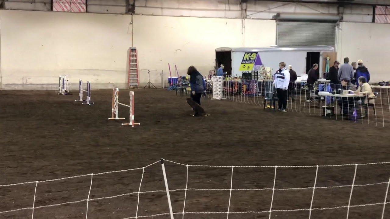 Jayla 11-23-28 AKC Novice Fast Eugene Paula Ratoza Q