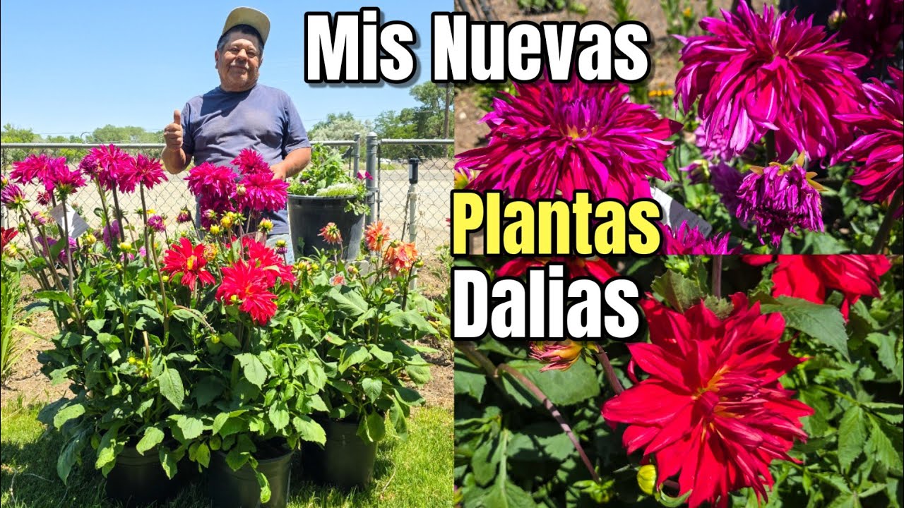 Asi Es La Mejor Manera Para Plantar Mis Flores Dalias Preciosas!🪷🌸💐🌿