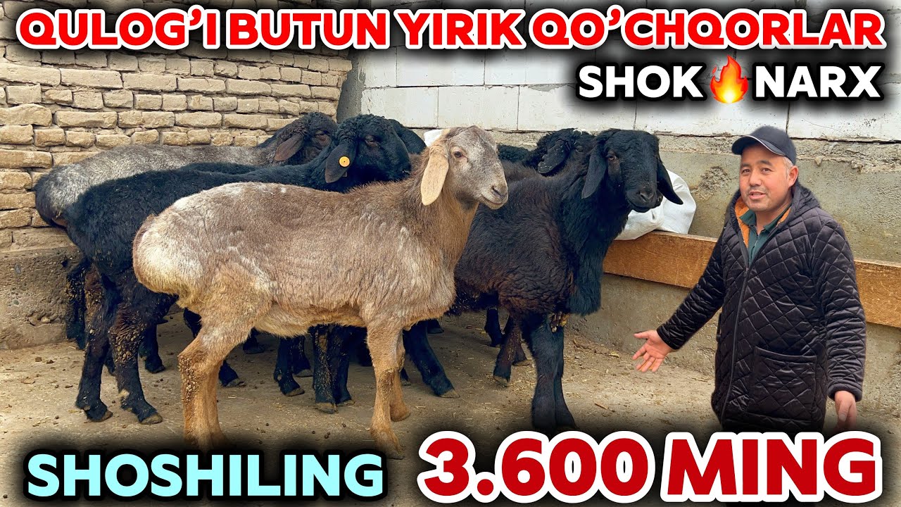 SAYFULLO AKA QO’CHQORLAR NARXINI SINDIRDI SHOSHILING YIRIK PULI ARZON QOCHQORLAR