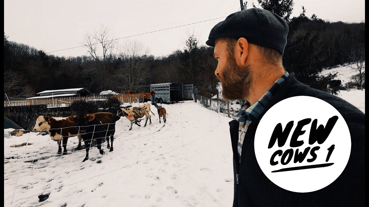 I was Scared to Get Cows, but this is what happened