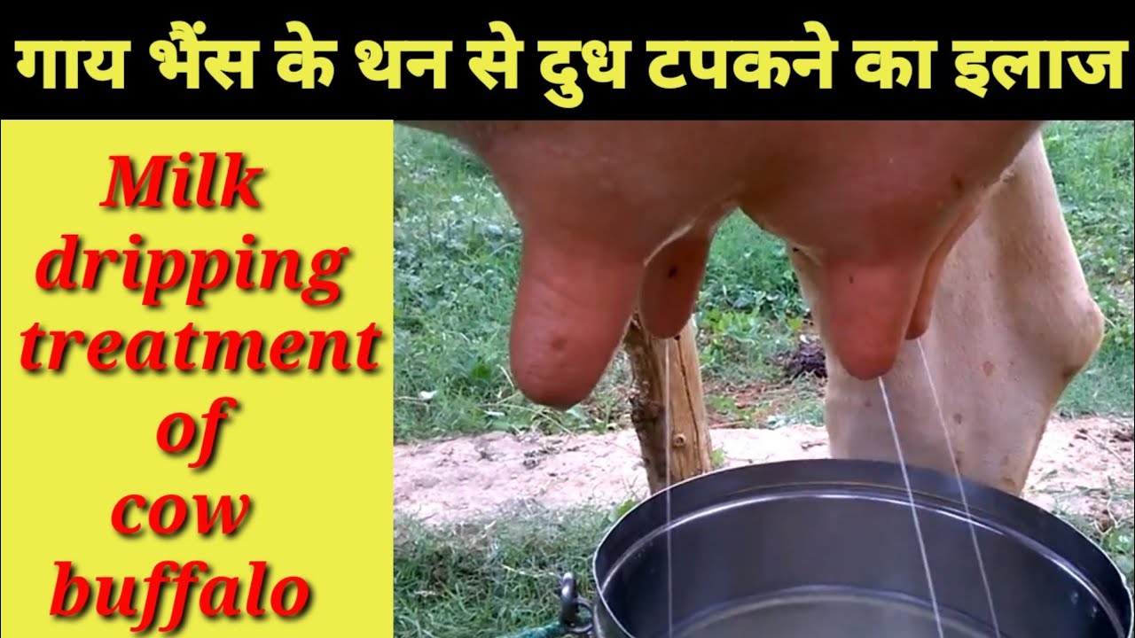 पशु गाय भैंस के थन से दुध टपकना 2 दिन में बंद || Breeding of cattle from cow buffalo udder in 2 days