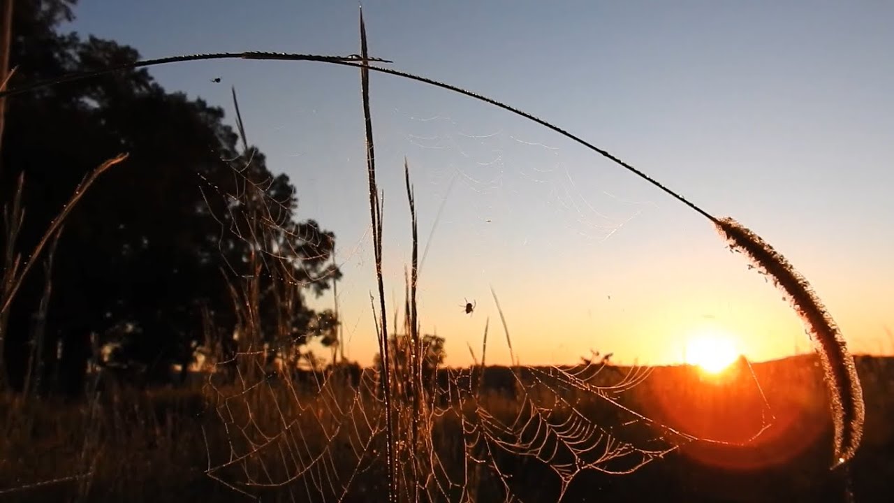 One Tree Challenge-  Bloodwood (ft. Lamaca & Hults Bruk) @axecordwoodchallenge