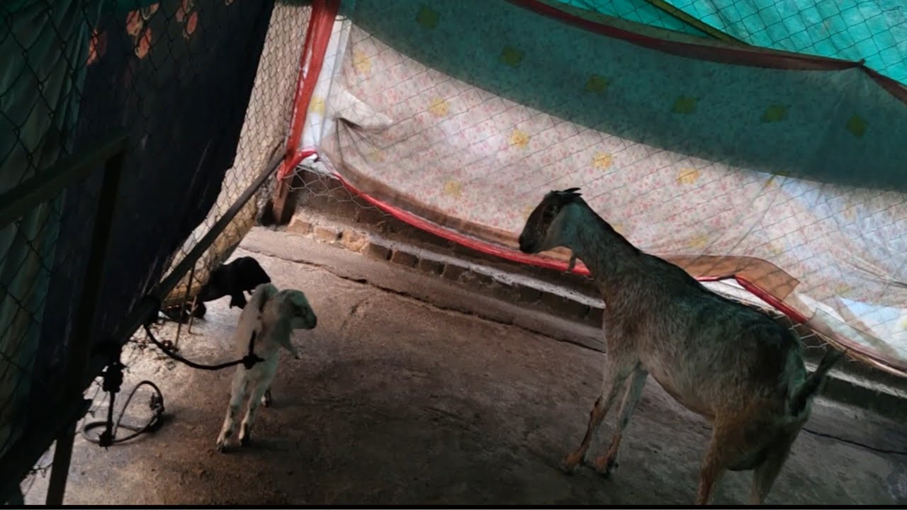 Buddi Bakri Bimar ho gye 