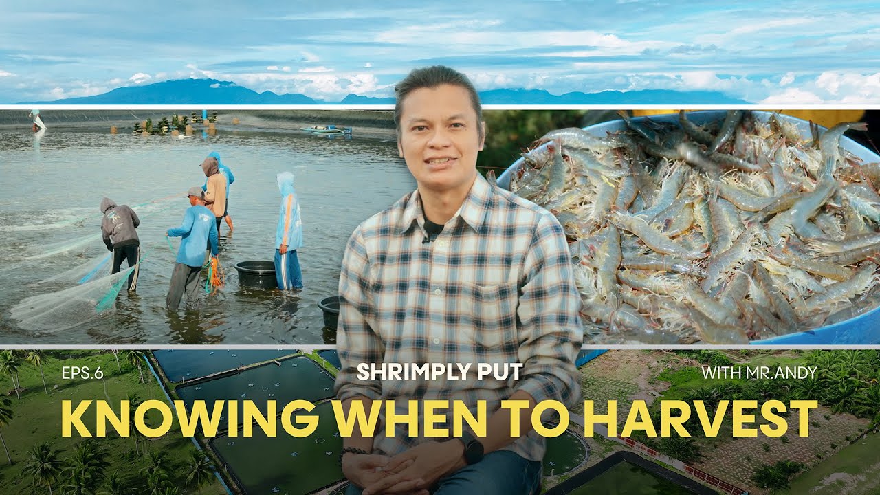 Shrimply Put Eps.6: Knowing When To Harvest | The Make-or-Break Moment in Shrimp Farming