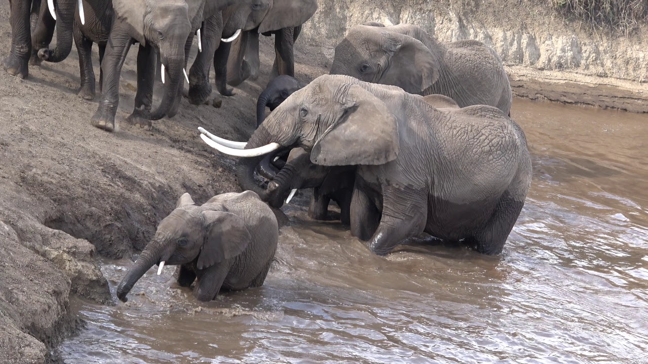 Elephants Crossing the Mara River   9/6/2017   Mara Triangle