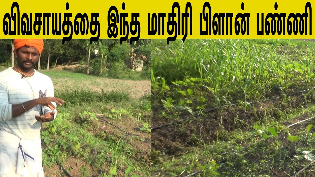 1சென்ட் பார்மிங் விவசாயம் /one cent farming agriculture