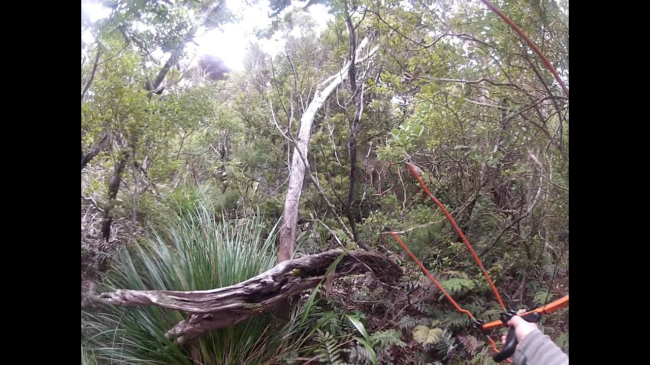 Tracking and catching a kakapo
