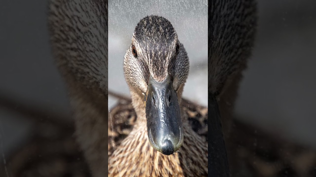 Ducks & Rain | Quack, Quack | Soothing Water Sounds 🦆 #duck #pond #nature