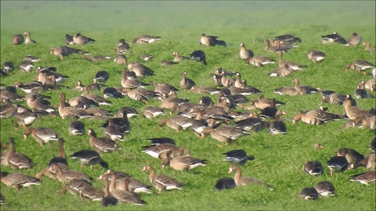 Garlite mari, Anser albifrons, White-fronted Geese