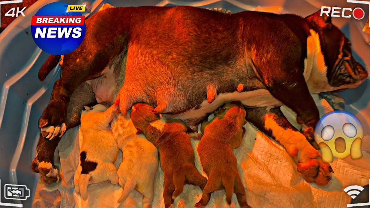 Я только что родила Джуси с этим наполнителем 😱