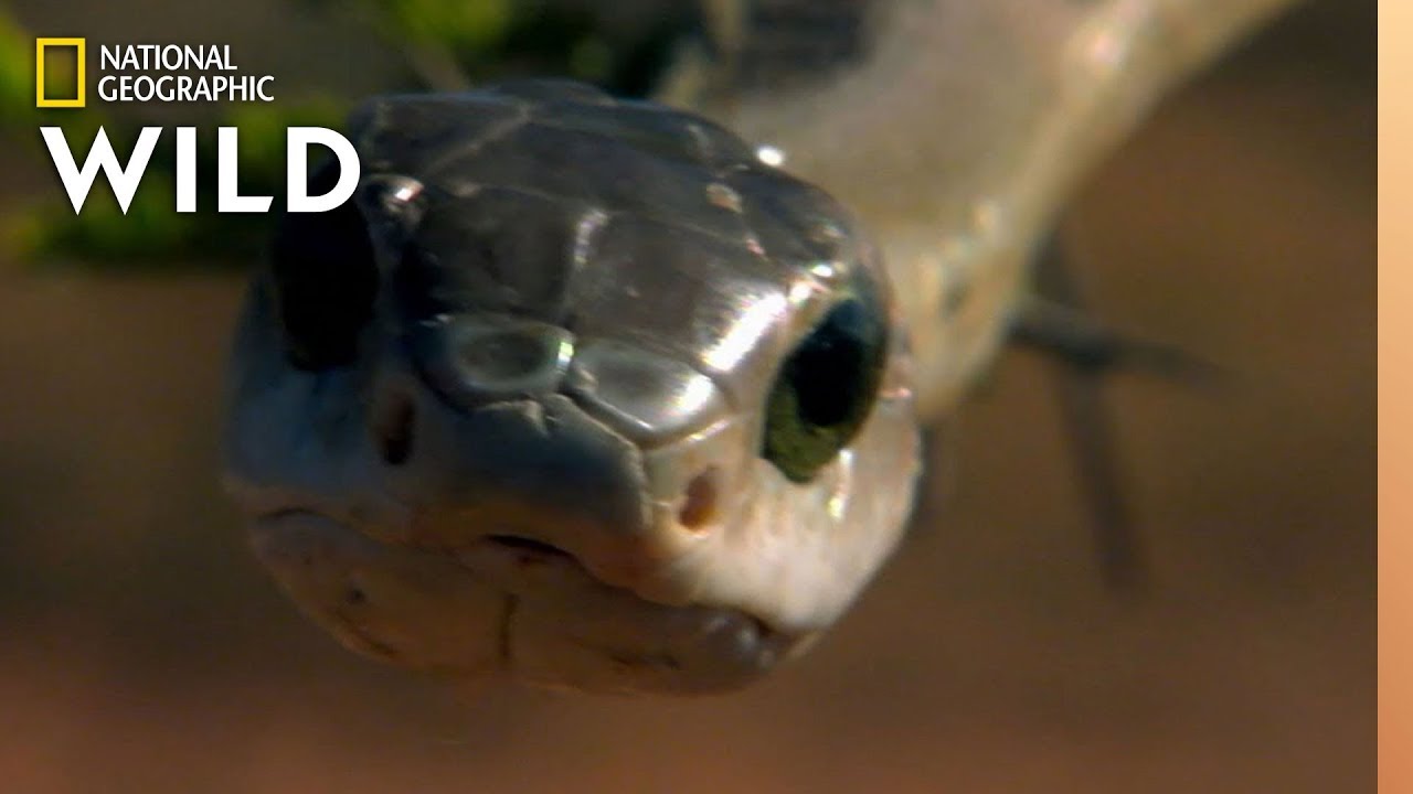 World Snake Day is Sssomething Ssspecial | Nat Geo WILD