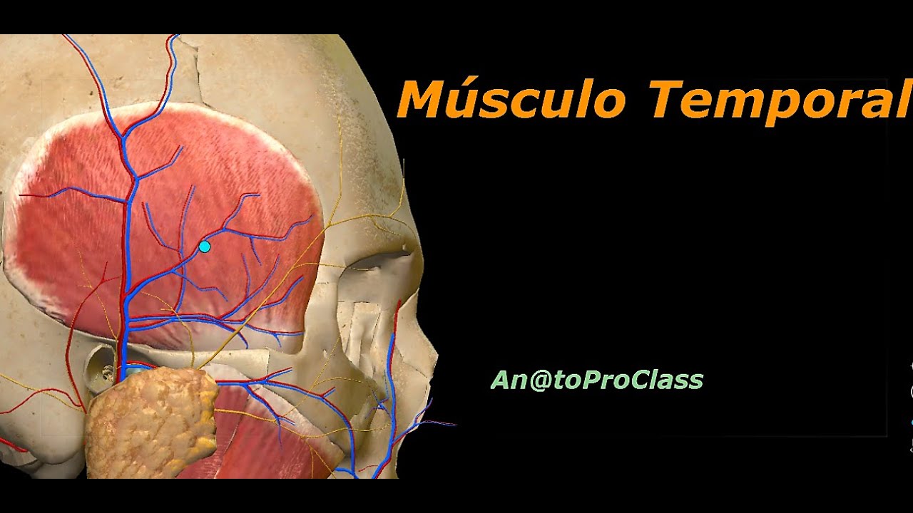 Músculo temporal