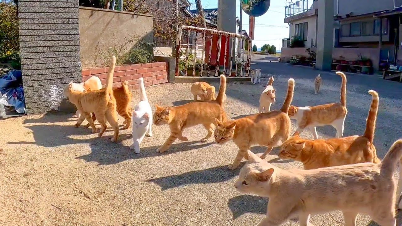 Островной кот будет сниматься для YouTube, поэтому, пожалуйста, соберитесь на детской площадке.