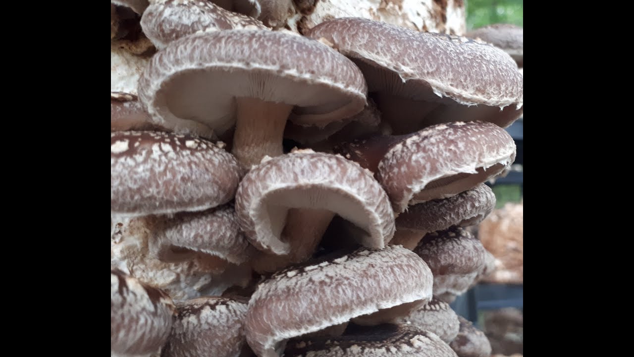 Comment faire fructifier un bloc de mycélium de shiitake
