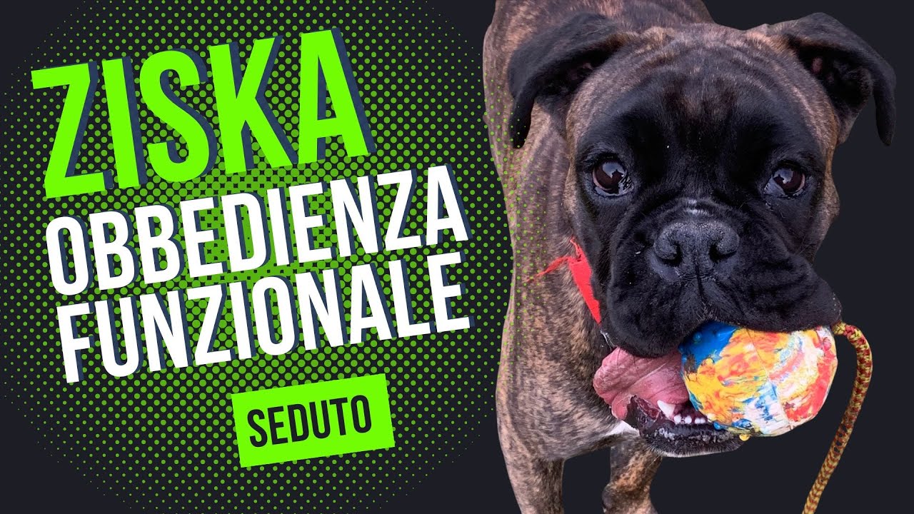 Obbedienza funzionale | Seduto