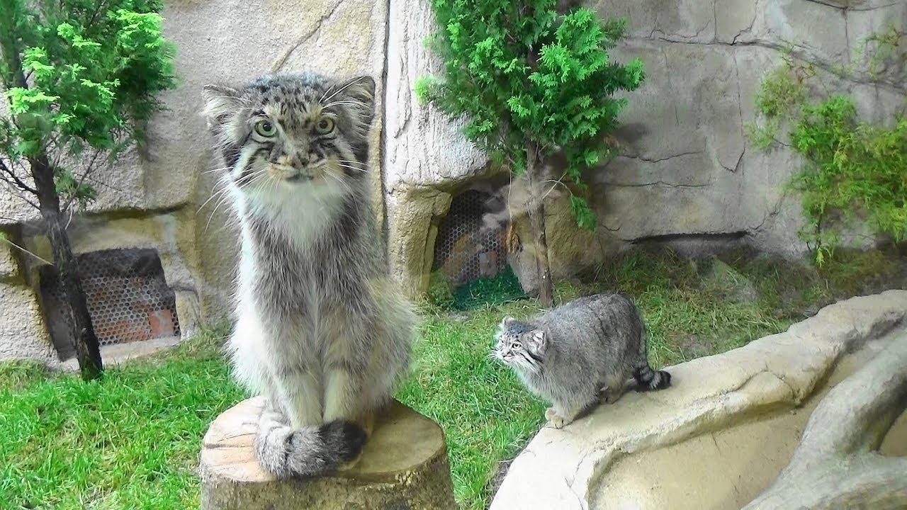 かっこいい！マヌルネコの夫婦 Cool! Manul cat Couple＠那須どうぶつ王国  2019-7-19
