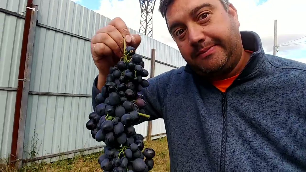 Обещанный эксперимент!! Изабелла, Молдова или Шардоне. Из чего можно делать вино.....