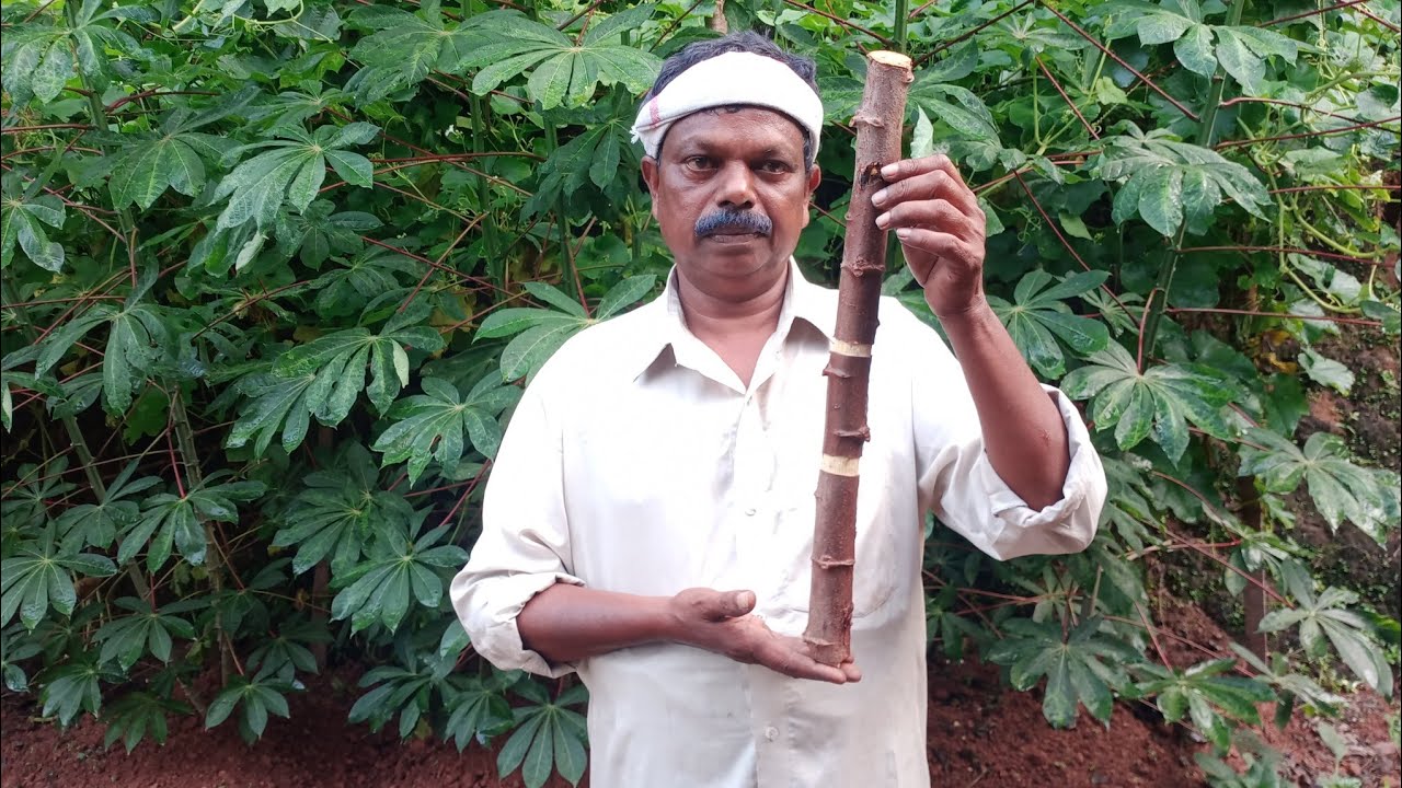 കപ്പവിളവ് രണ്ടിരട്ടിയാക്കാൻ മോതിരവളയം ഇങ്ങനെ ഇട്ടാൽ മതി