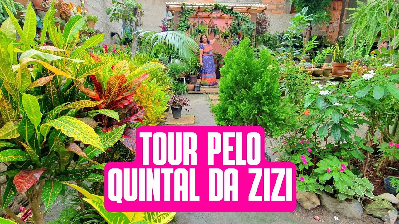 TOUR PELO QUINTAL DA ZIZI: Plantas de sol, sombra, folhagem, cacto, suculenta, aglaonema, begonia...