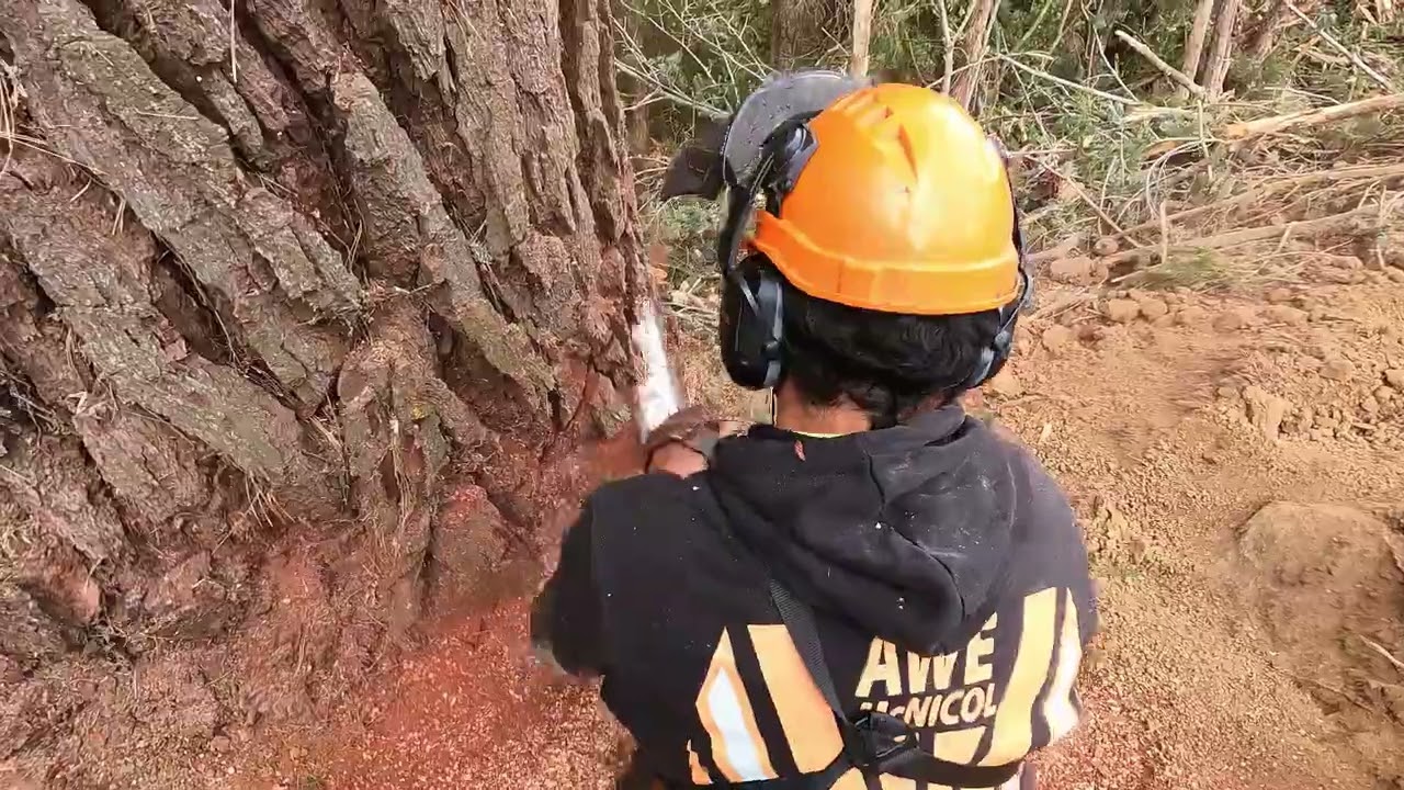 Вырубка деревьев в Новой Зеландии &mdash; огромная старая сосна