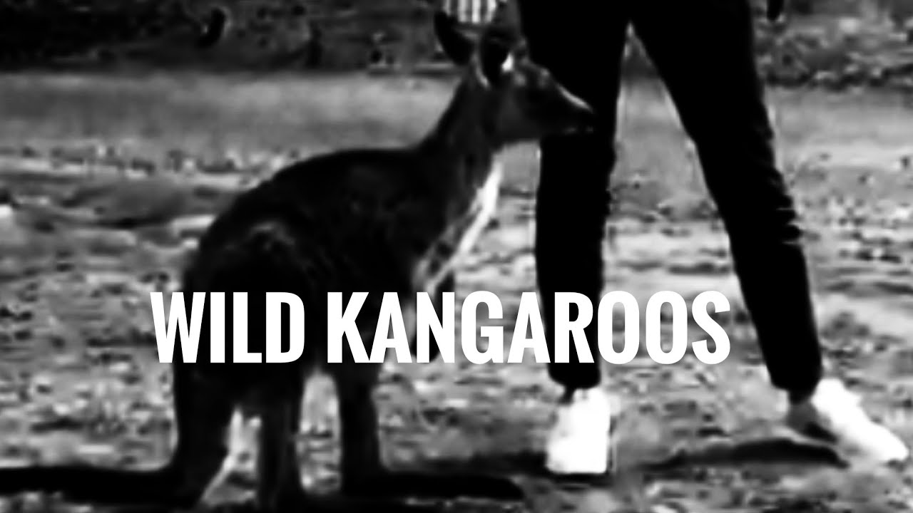 VISITING MORISSET PARK TO SEE KANGAROOS||NSW AUSTRALIA