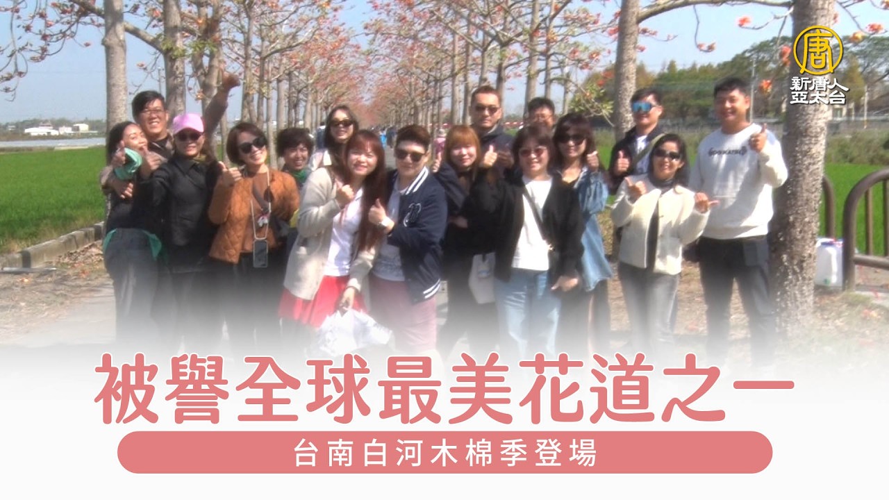 被譽全球最美花道 台南白河木棉季登場