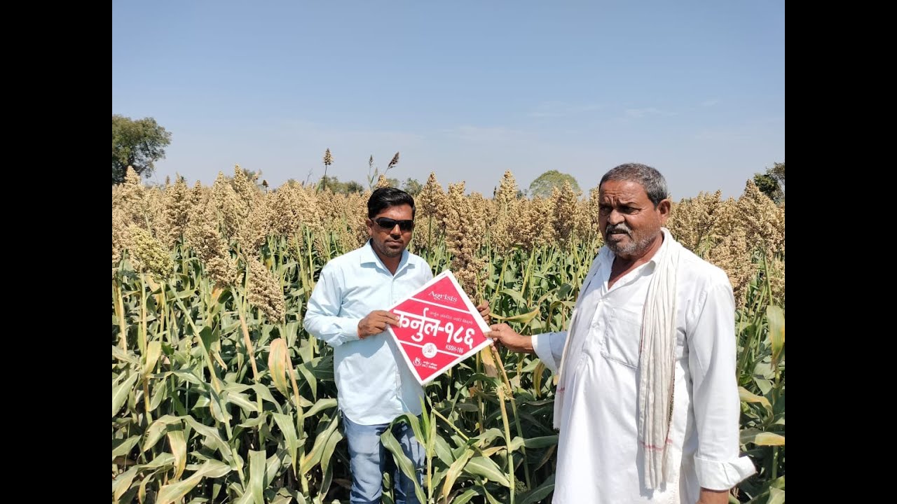 Kurnool Seeds Hybrid Jowar : KSSH-186 #highyielding #hybridsorghum