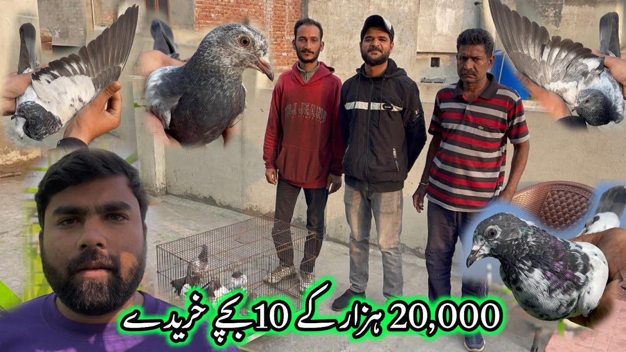 20,000 Ka 10 Baby Pigeons Khariday 🤗
