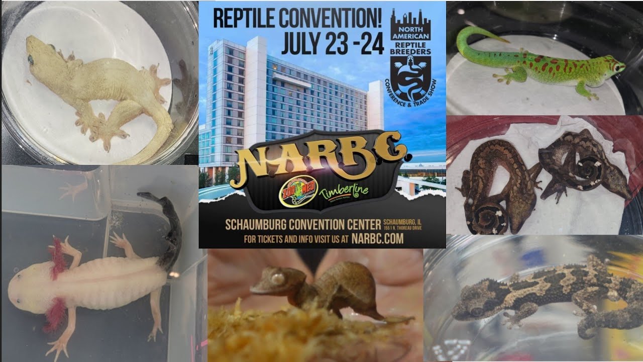 Schaumburg NARBC Reptile Show 2022. A Thief Got Caught and Kicked Out!