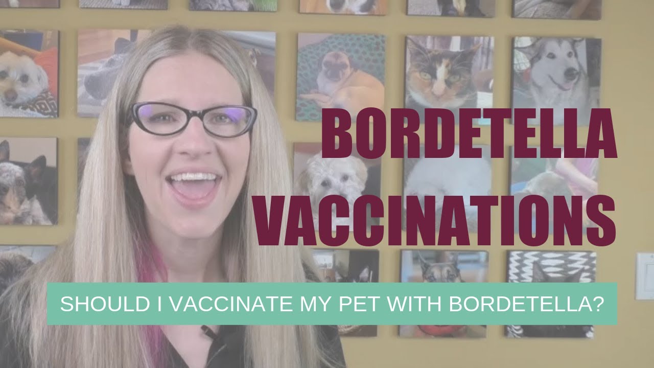 Should I Vaccinate My Dog with the Bordetella Vaccine? | Ask Dr. Angie