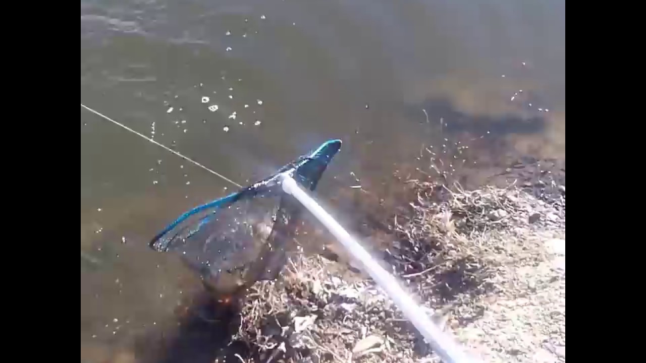 pesca de carpa royal