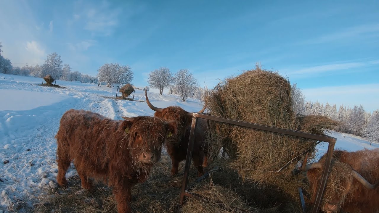 Scottish Highland Cattle In Finland: Walk among the cows in nice winter weather -28°C / -18,4°F