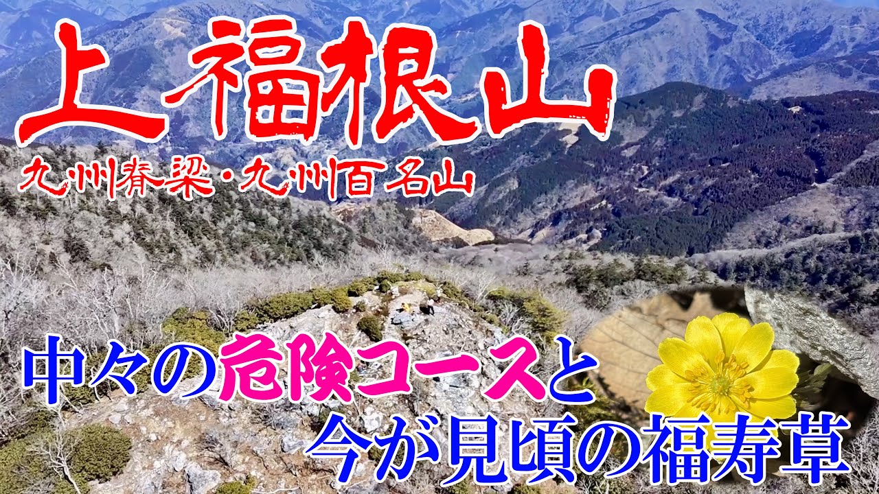 【熊本県八代市 上福根山】九州脊梁の絶景と福寿草✨