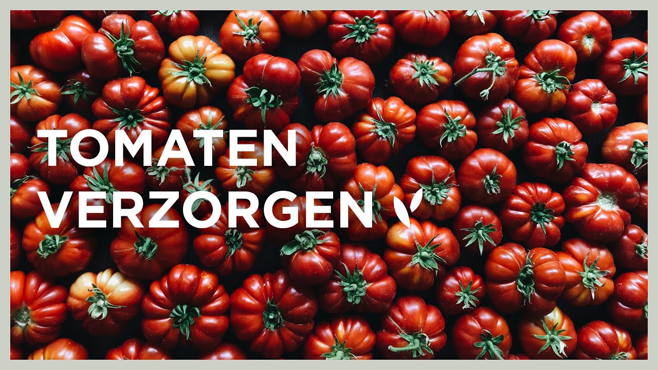 🍅 Tomaten in de kas: hoe houd ik ze gezond? | Dieven, opbinden en bloemen bestuiven I Angelo Dorny