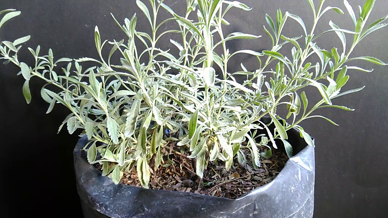 Lavender Plant in Container - Paano Kilalanin, Alagaan at Paramihin