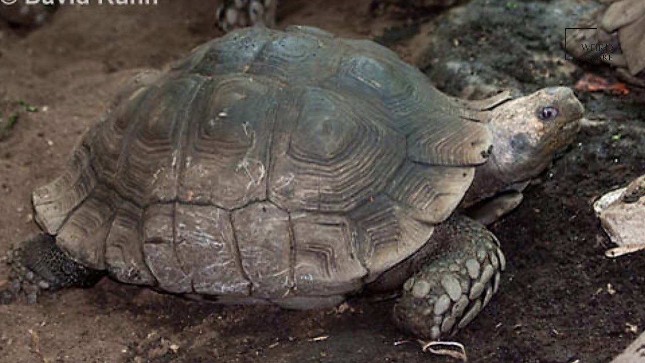 Interesting facts about Tortoise by weird square