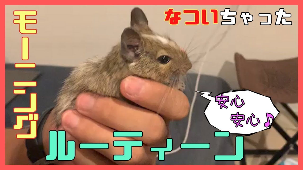 【デグー】こうしてなついちゃったルーティン朝編！【ベタ慣れ】