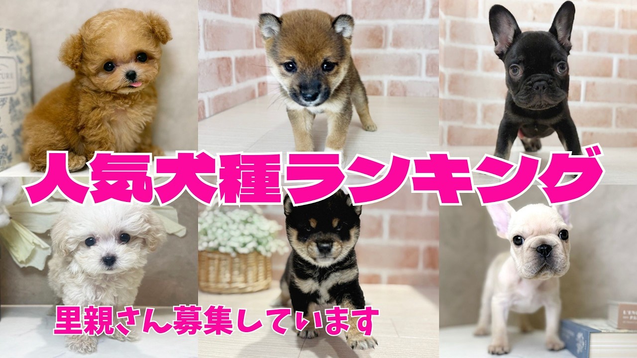 気になる1位は？【ペッツファースト人気犬種ランキング】