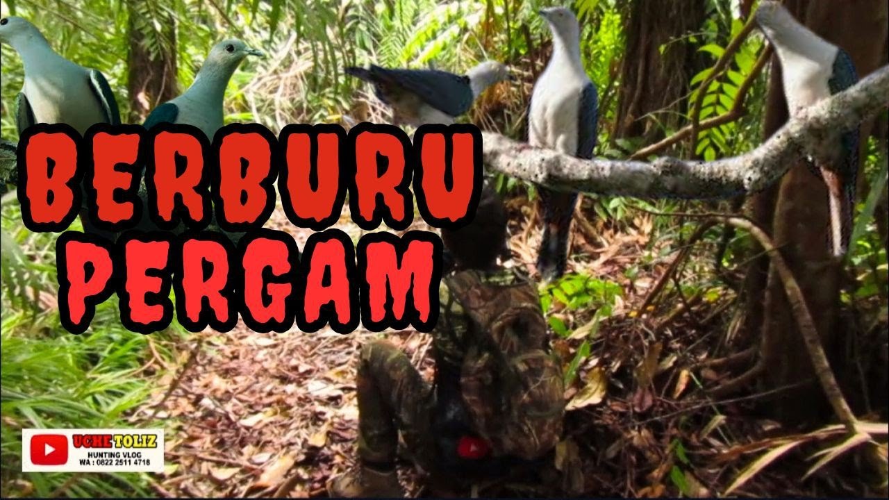 BERBURU PERGAM‼️DI UJUNG BATAS MALAYSIA INDONESIA POIN MELIMPAH