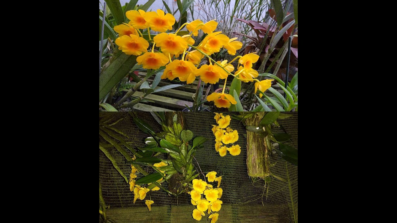 Fases do desenvolvimento dos dendrobiuns chrysotoxum e agregatum