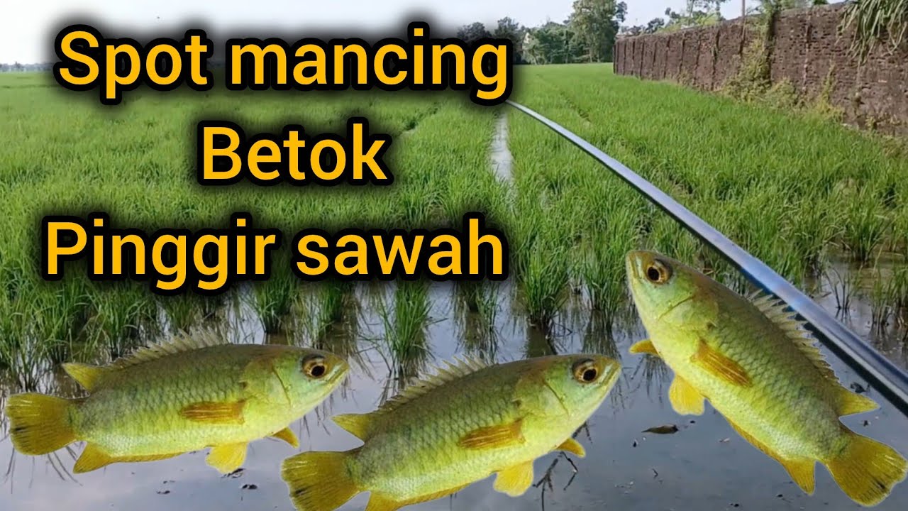 SPOT MANCING IKAN BETOK  GACOR PINGGIR SAWAH 