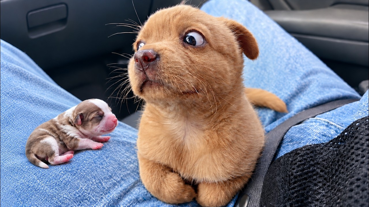 Er War NICHT Darauf Vorbereitet, Was Passieren W&uuml;rde 😂 | Lustige Hunde Compilation